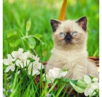 Котик на лужайке