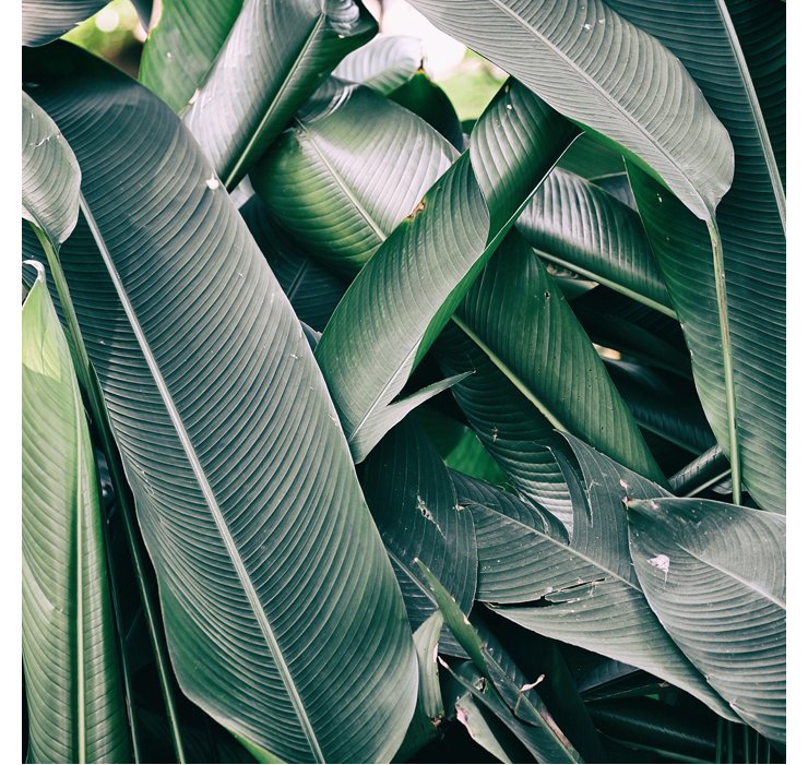 Фото Пальмовых Листьев