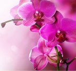 Нежная орхидея