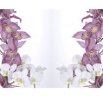 Нежность орхидеи